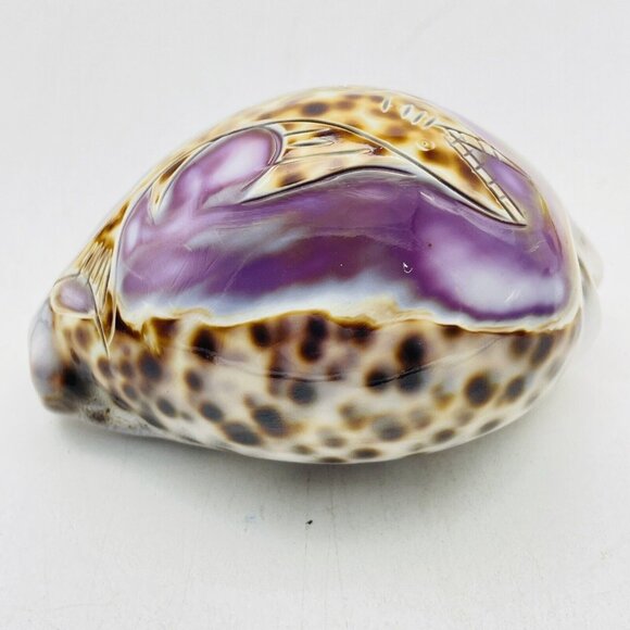 Cowrie Sea Shell Purple Top Hand Carved Engraved Swimming Shark Fish Beach Coast - Picture 5 of 9